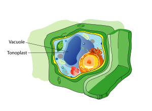300px-Plant_cell_structure_svg_vacuole.svg.png