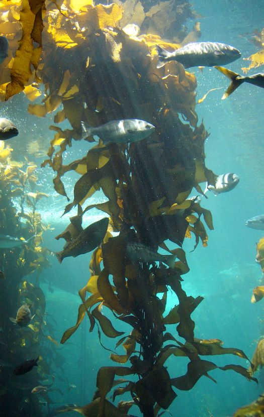 800px-Kelp-forest-Monterey.jpg