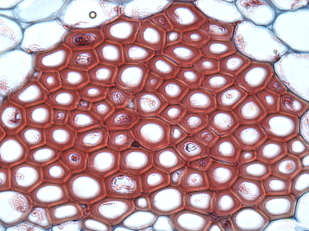 Plant_cell_type_sclerenchyma_fibers.png